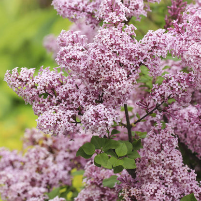 Syringa meyeri Palibin : Gros plan sur les fleurs violet clair du Lilas de Meyer Palibin, avec des petites gouttelettes de rosée sur les pét
