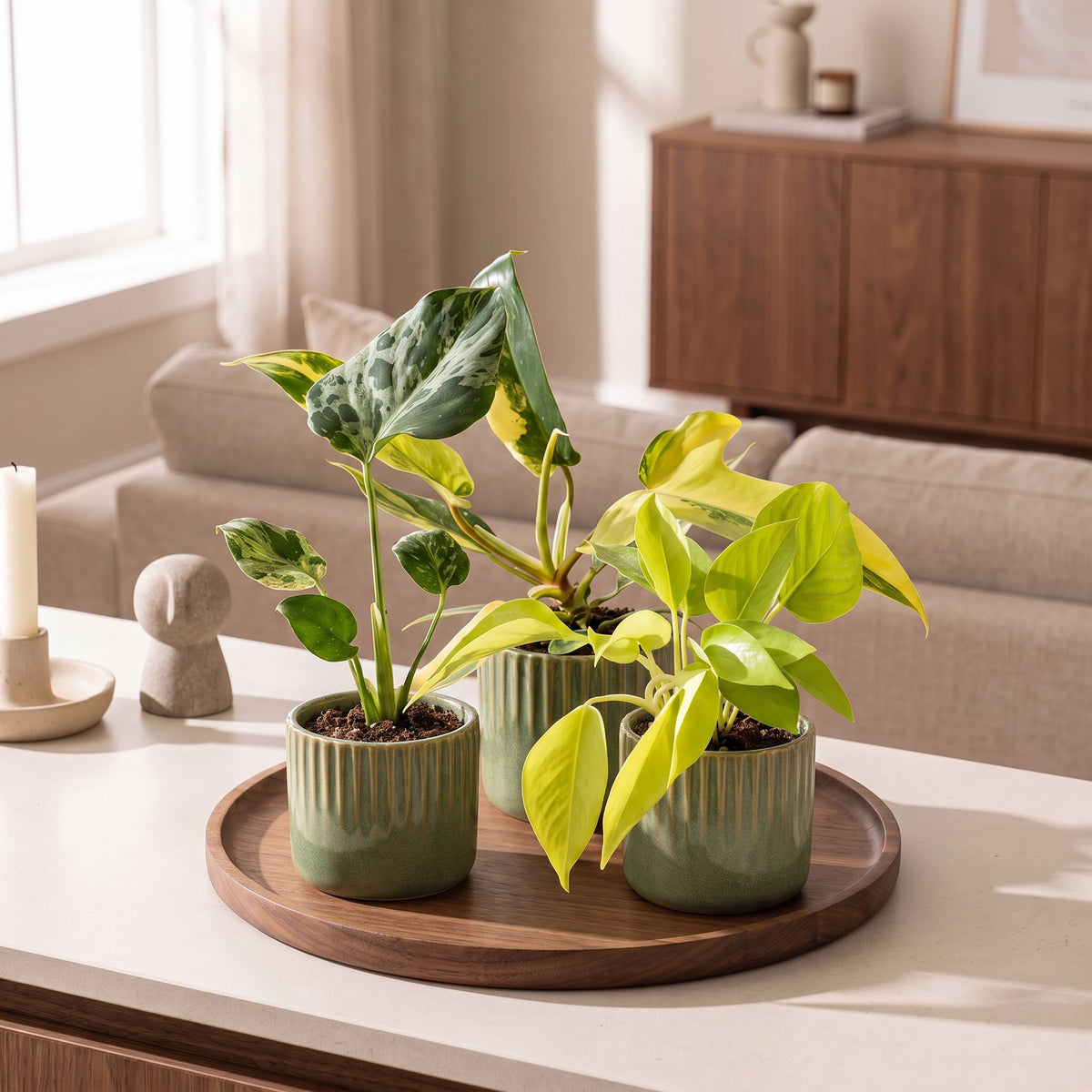 Bébés plantes rares en situation dans un intérieur