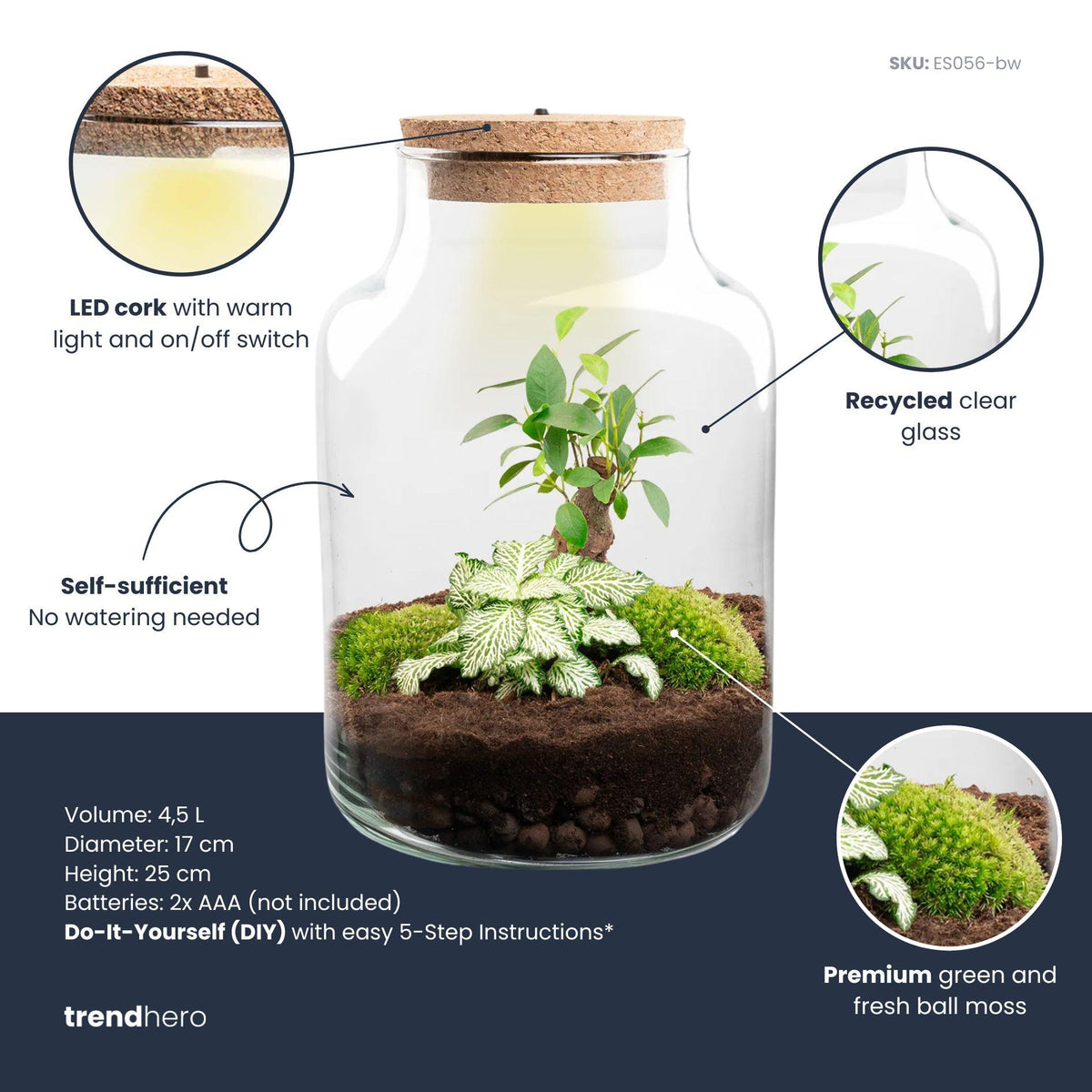 Kit terrarium lumineux bonsaï Ficus Ginseng et Fittonia, bouteille en verre à bouchon LED, hauteur 25 cm