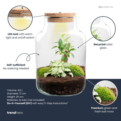 Kit terrarium lumineux bonsaï Ficus Ginseng et Fittonia, bouteille en verre à bouchon LED, hauteur 25 cm