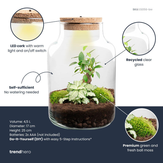 Kit terrarium lumineux bonsaï Ficus Ginseng et Fittonia, bouteille en verre à bouchon LED, hauteur 25 cm