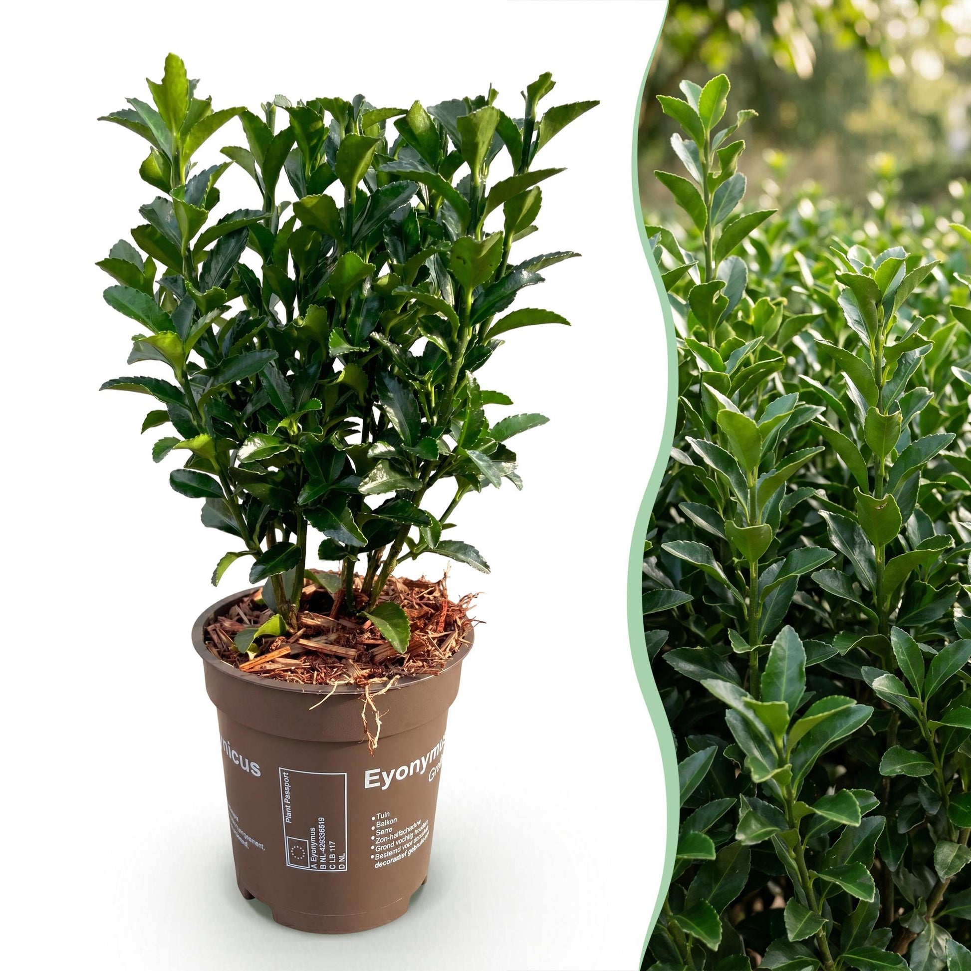 Euonymus japonica Green Spire : un plant en pot sur fond blanc à gauche, et une haie luxuriante en gros plan à droite.