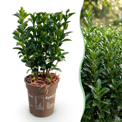 Euonymus japonica Green Spire : un plant en pot sur fond blanc à gauche, et une haie luxuriante en gros plan à droite.