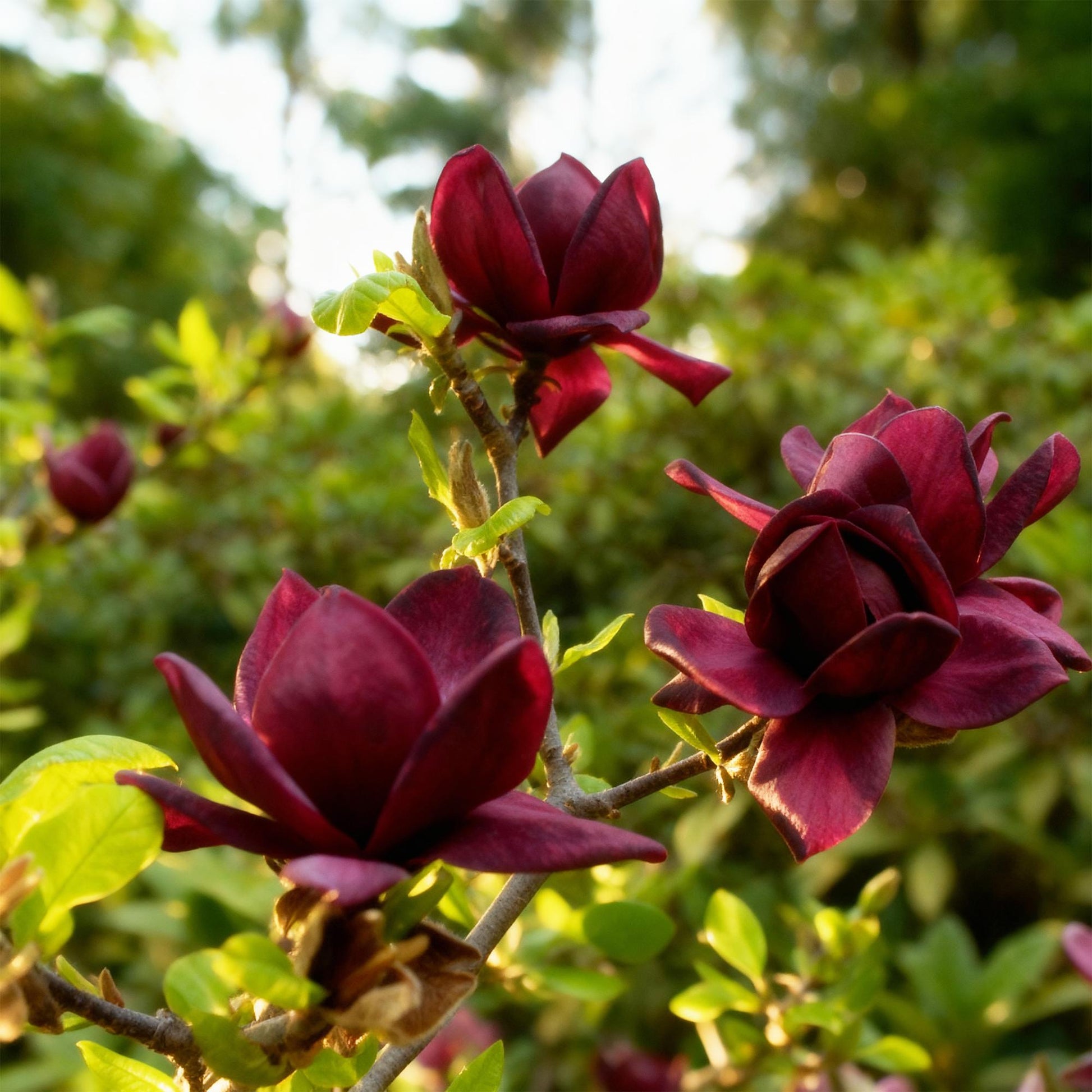 Magnolia Genie : Gros plan sur plusieurs fleurs violet foncé écloses, avec un feuillage vert tendre en arrière-plan flou.