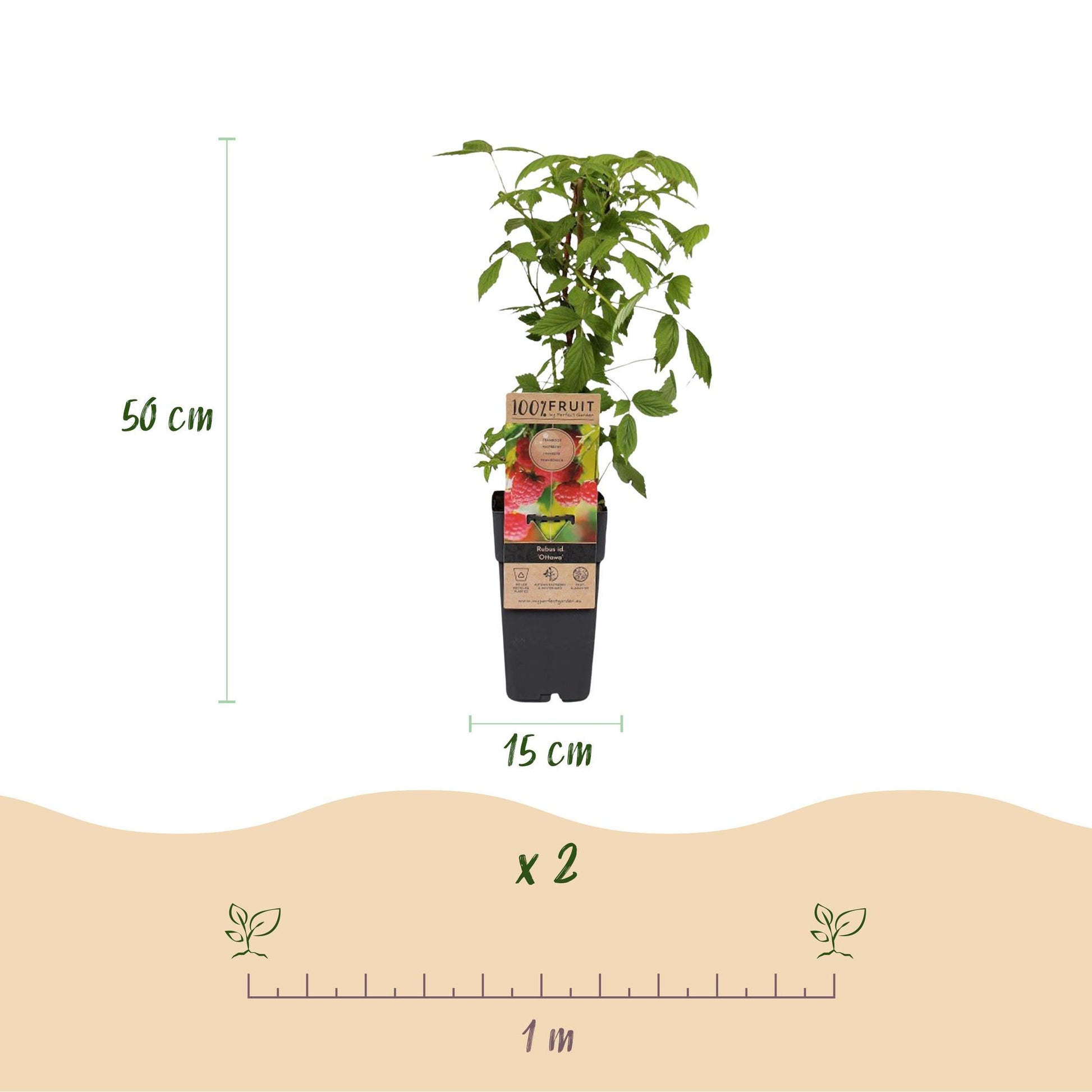 Framboisier Rubus idaeus Ottawa, plante en pot de 15 cm avec une hauteur de 50 cm. Indication de lot de 2 plants et espacement de 1 m.