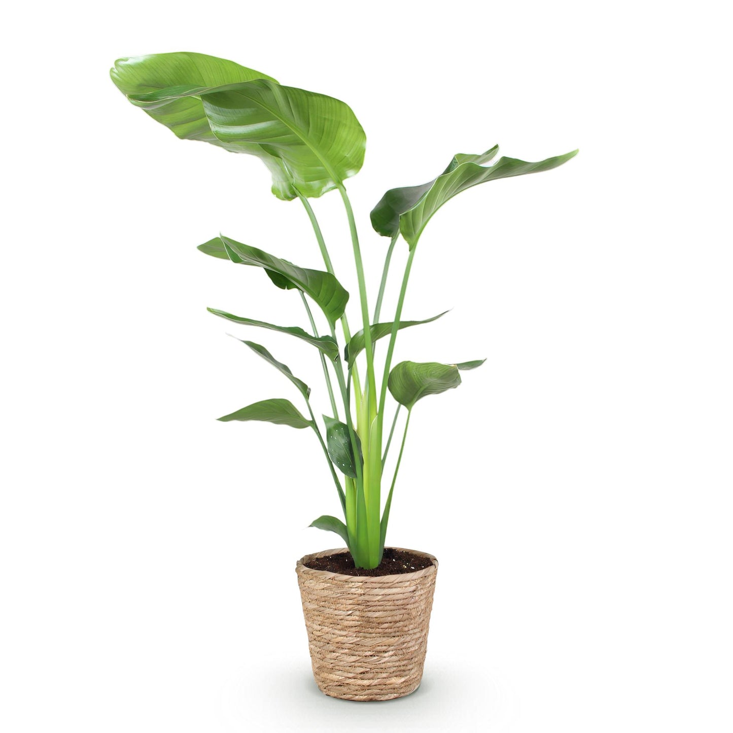 Plantes d'intérieur - Stelitzia Nicolai - Fleur de paradis - Peu d'entretien - avec panier - Vert - 1 Plante - Pot 21cm - Hauteur 110-120cm