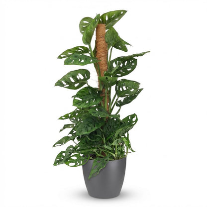 Plante d'intérieur - Monkey Mask - Monstera Adansonii sur Tuteur - Vert - Entretien facile - 1 Plante - avec Potter Gris - Pot 19cm - Hauteur 90cm
