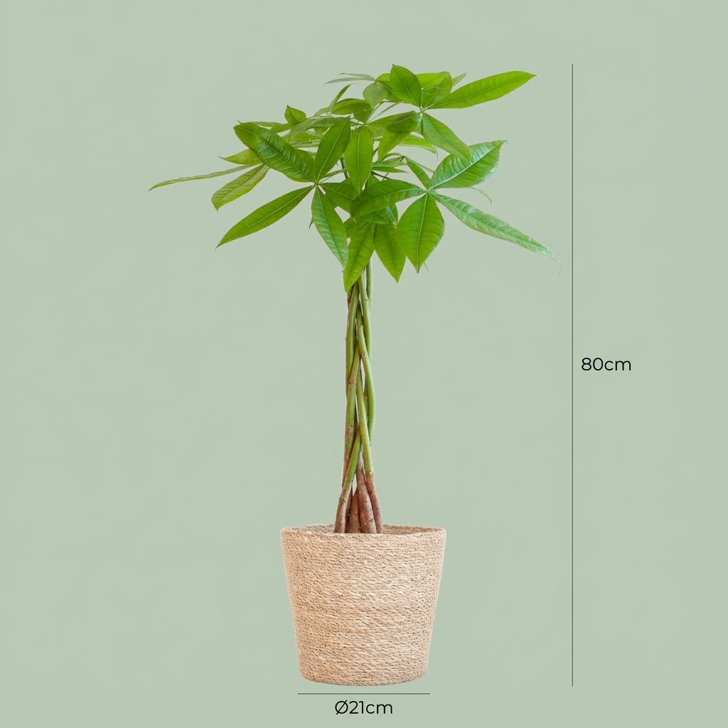 Pachira Aquatica avec le panier Zeegras naturel  - 80cm - Ø21