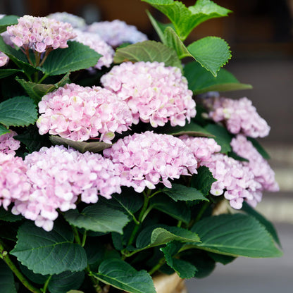 Hortensia Magical Revolution Blue. Gros plan sur des fleurs d'hortensia aux pétales délicatement roses, formant de belles grappes.