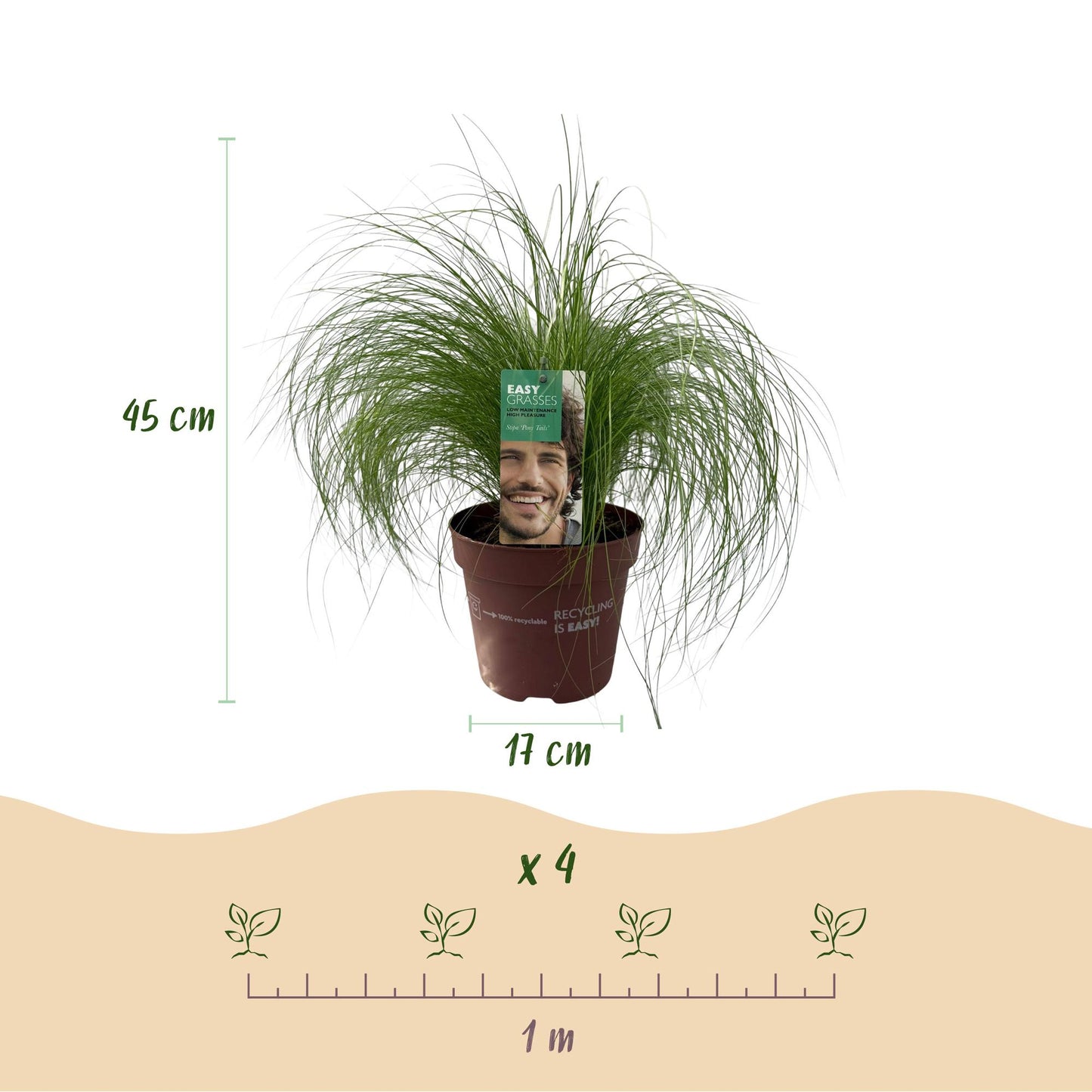 Stipa tenuifolia Pony Tails : Graminée ornementale. Schéma indiquant une hauteur de 45 cm et un pot de 17 cm, avec un espacement de 1 m entr