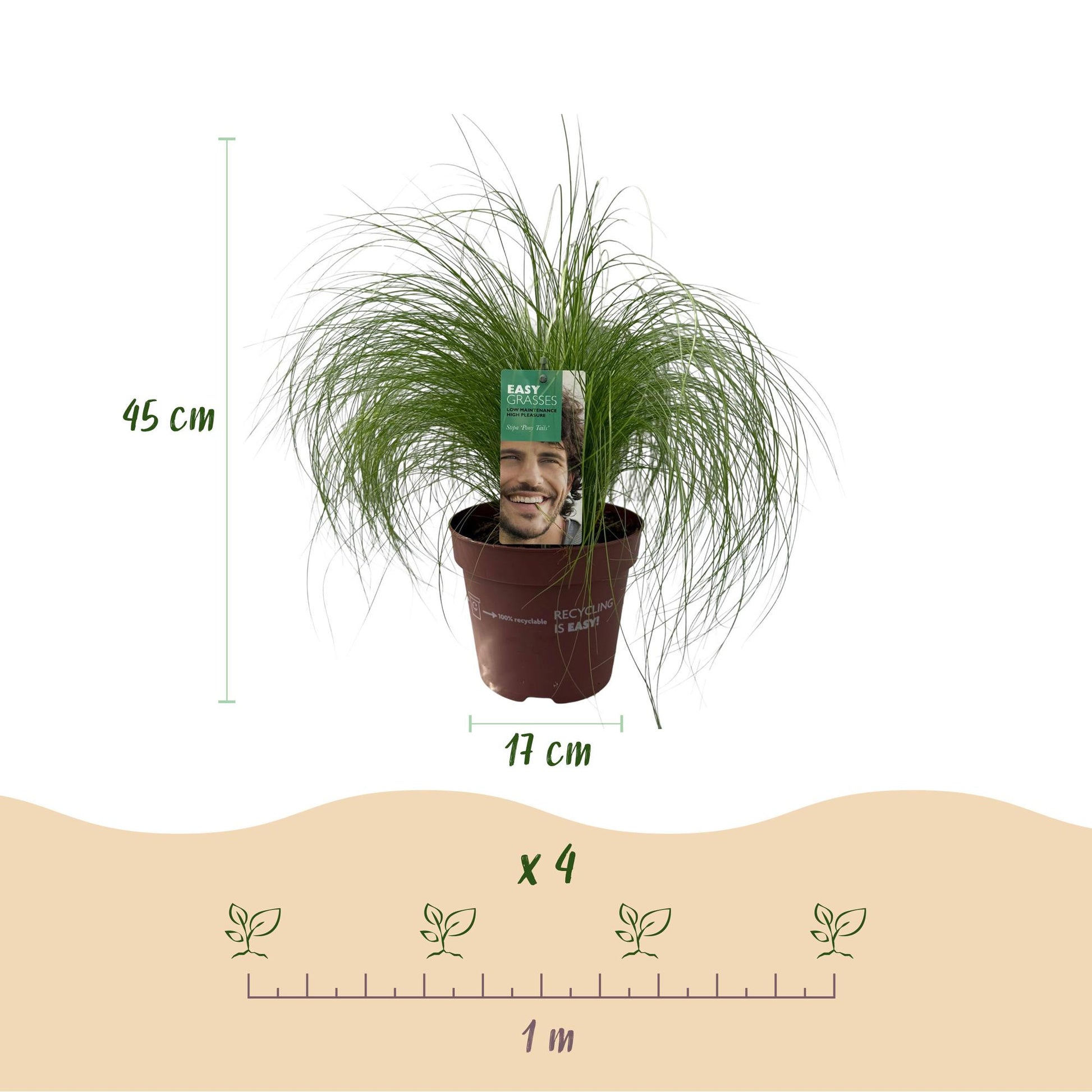 Stipa tenuifolia Pony Tails : Graminée ornementale. Schéma indiquant une hauteur de 45 cm et un pot de 17 cm, avec un espacement de 1 m entr