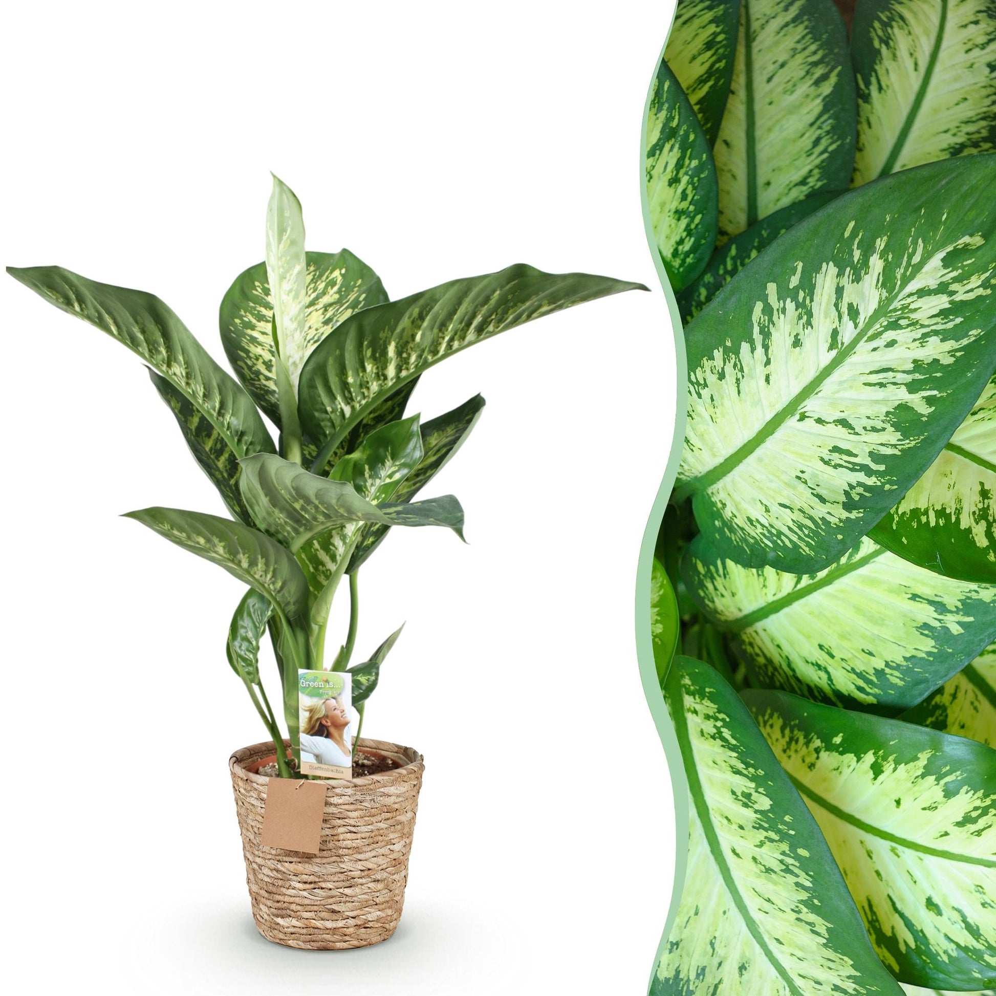 Plantes d'intérieur - Diefenbachia Tropic Snow - Dieffenbachia - Peu d'entretien - avec panier - Panaché - 1 Plante - Pot 21cm - Hauteur 90-100cm