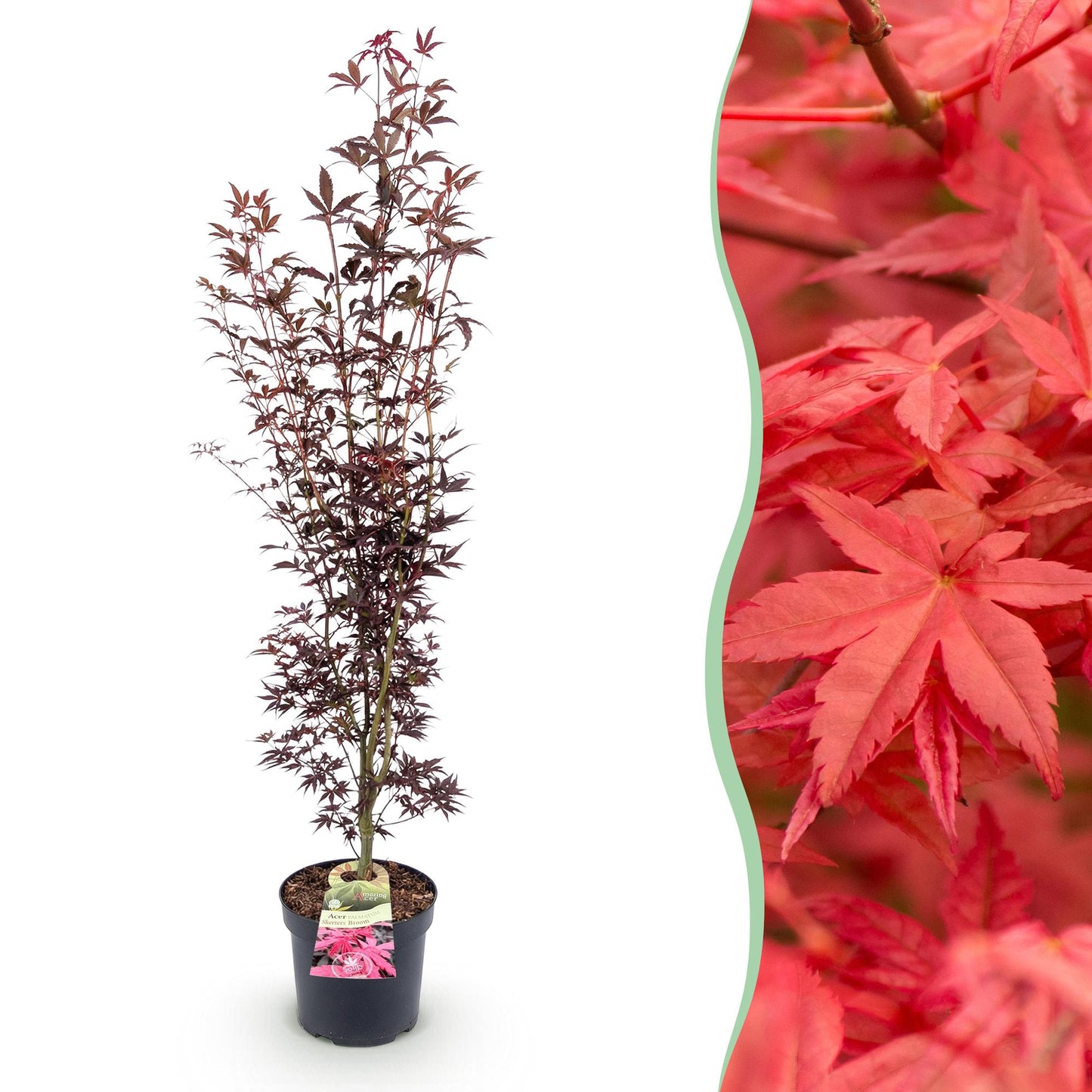 Acer palmatum Atropurpureum. Érable japonais caduc en pot de 26 cm (90 cm de haut) sur fond blanc, avec un aperçu de ses feuilles rouges.