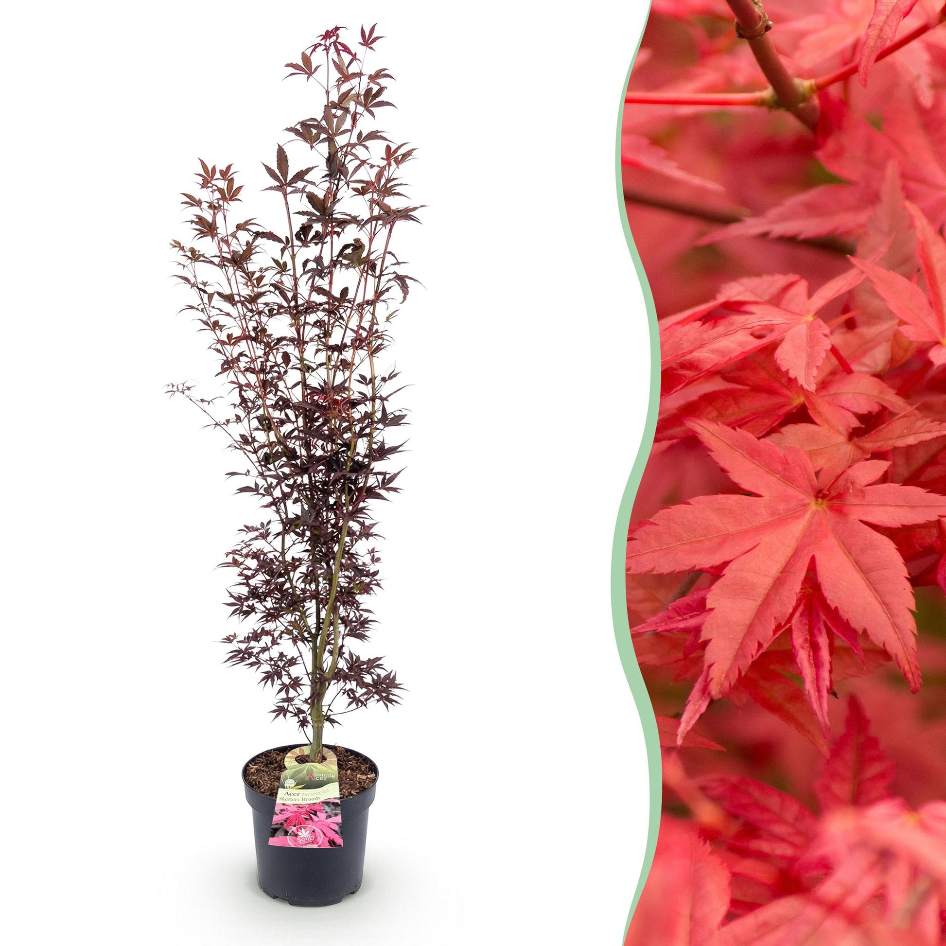 Acer palmatum Atropurpureum. Érable japonais caduc en pot de 26 cm (90 cm de haut) sur fond blanc, avec un aperçu de ses feuilles rouges.
