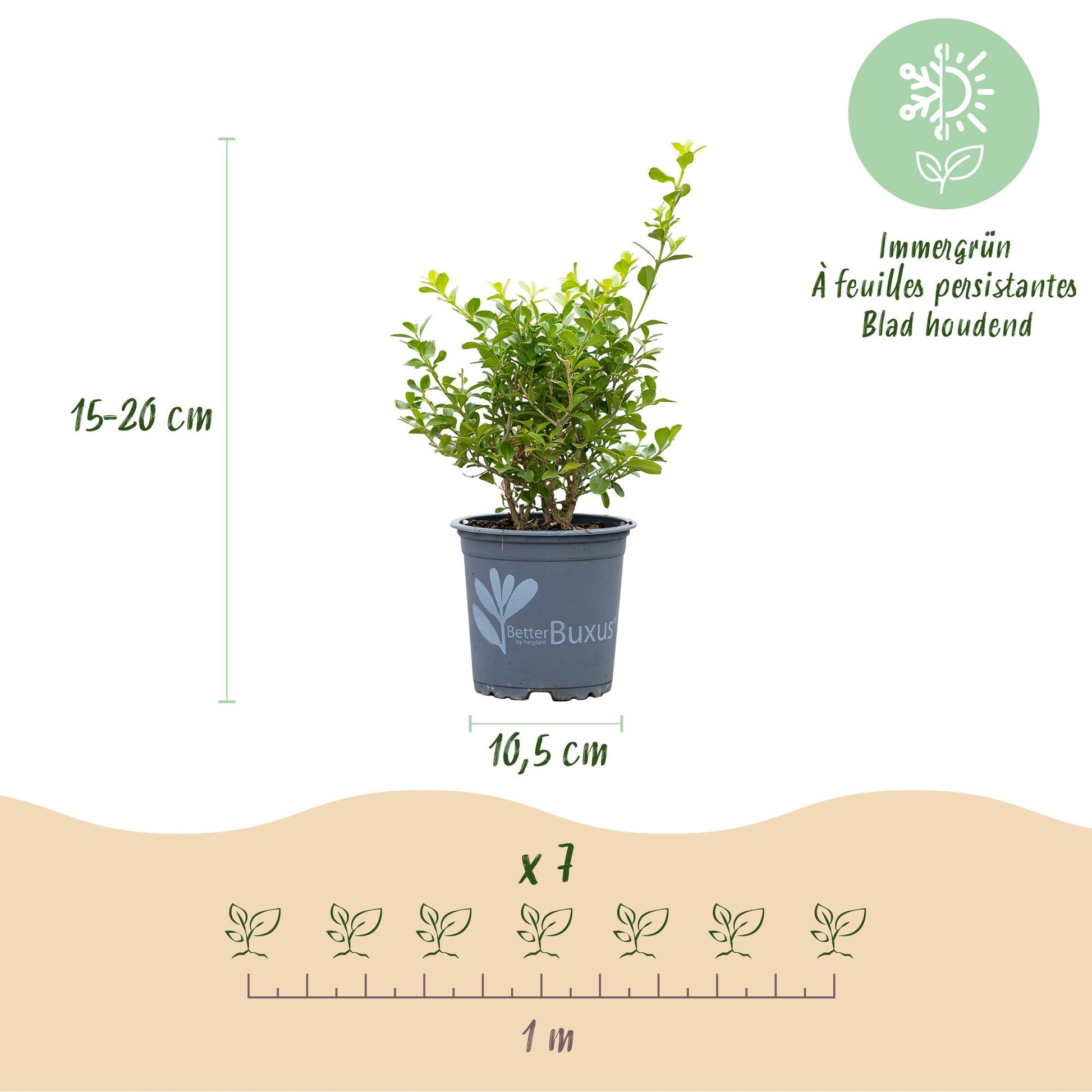 BetterBuxus Babylon Beauty : infographie présentant un plant en pot de 15-20 cm de haut, 10,5 cm de diamètre, et le lot de 7 plants pour 1 m