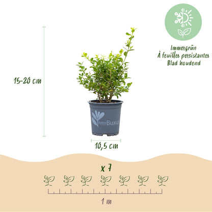 BetterBuxus Babylon Beauty : infographie présentant un plant en pot de 15-20 cm de haut, 10,5 cm de diamètre, et le lot de 7 plants pour 1 m