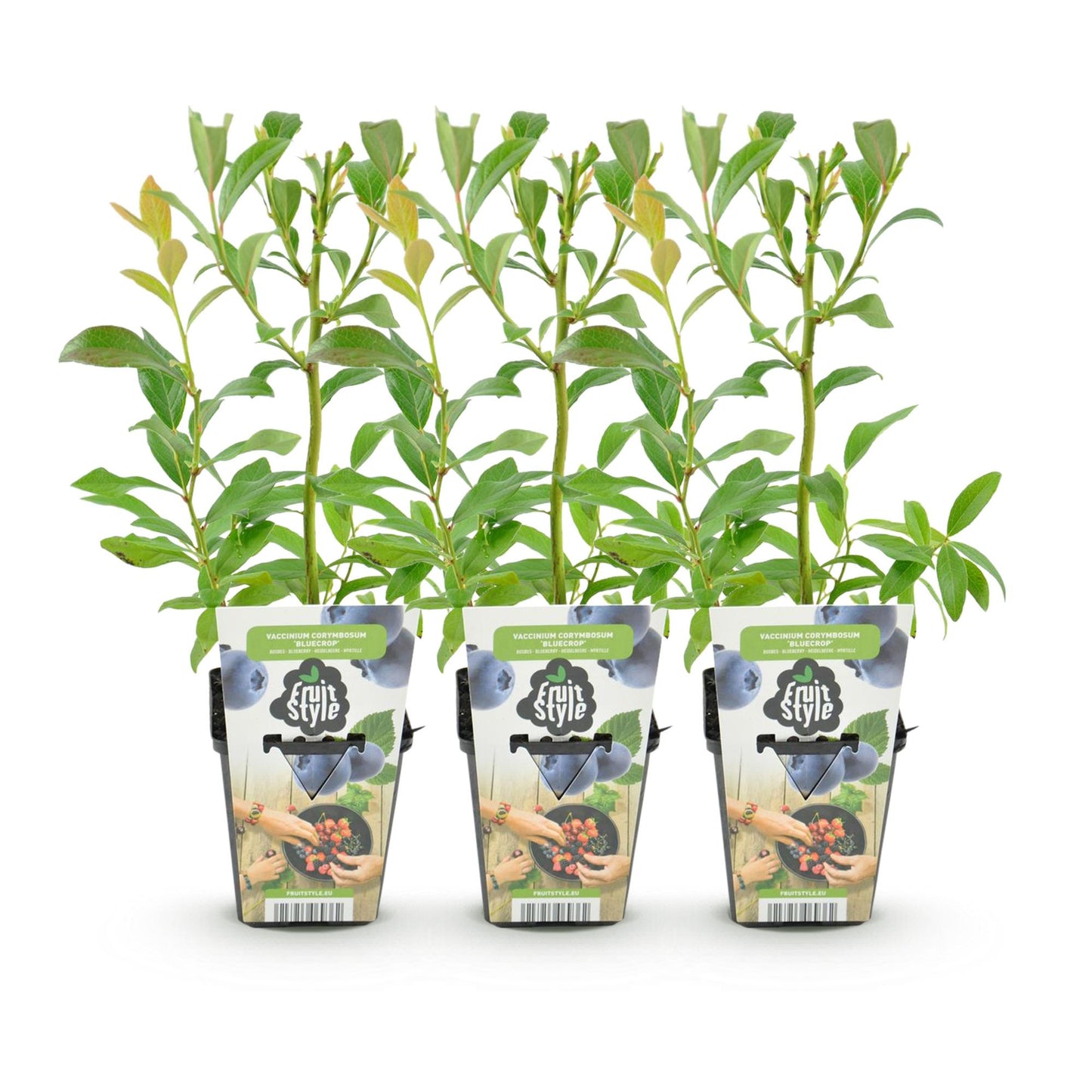 Mûre bleue Vaccinium corymbosum Bluegold : Trois jeunes plants de mûrier en pots sur fond blanc, prêts à être plantés.