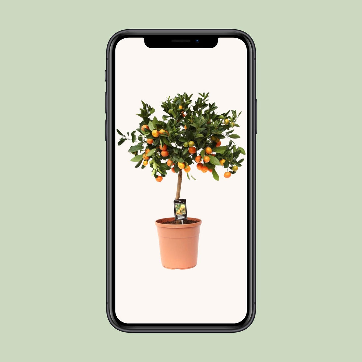 Le Calamondin en pot de 22 cm présenté sur un écran de téléphone