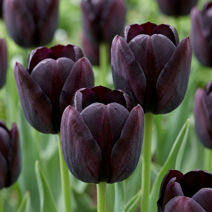 Champ de tulipes noires (Tulipa) aux pétales d'un violet profond, presque noir, écloses au printemps.