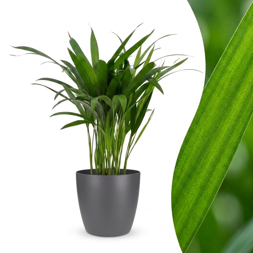 Areca Lutescens - Palmier Areca - Pot de 12cm - 1 plante - Gris