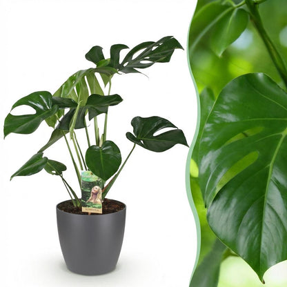 Monstera Deliciosa plante d'intérieur en pot de 21cm, feuillage fenêtré vert lustré, hauteur 70-80cm