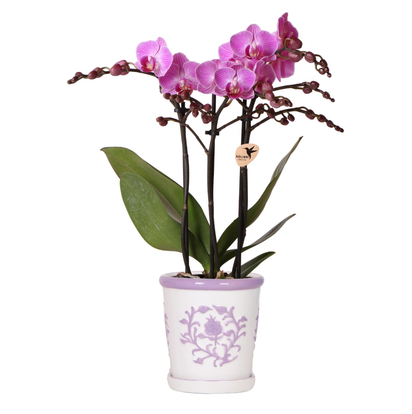 Orchidée Phalaenopsis violette avec cache-pot Malaga lilas