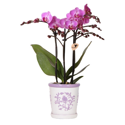 Orchidée Phalaenopsis violette avec cache-pot Malaga lilas