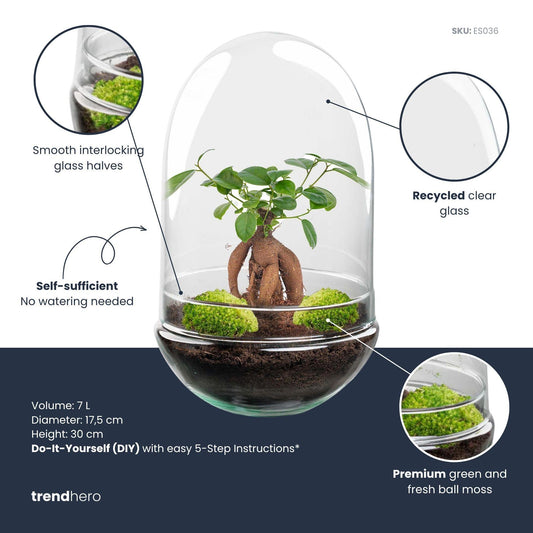Kit terrarium bonsaï Ficus Ginseng en forme d'œuf, bocal en verre Ø 17,5 cm hauteur 30 cm