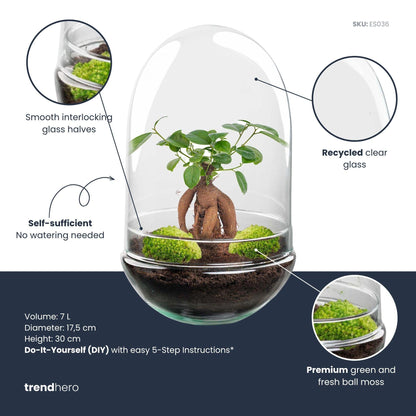 Kit terrarium bonsaï Ficus Ginseng en forme d'œuf, bocal en verre Ø 17,5 cm hauteur 30 cm