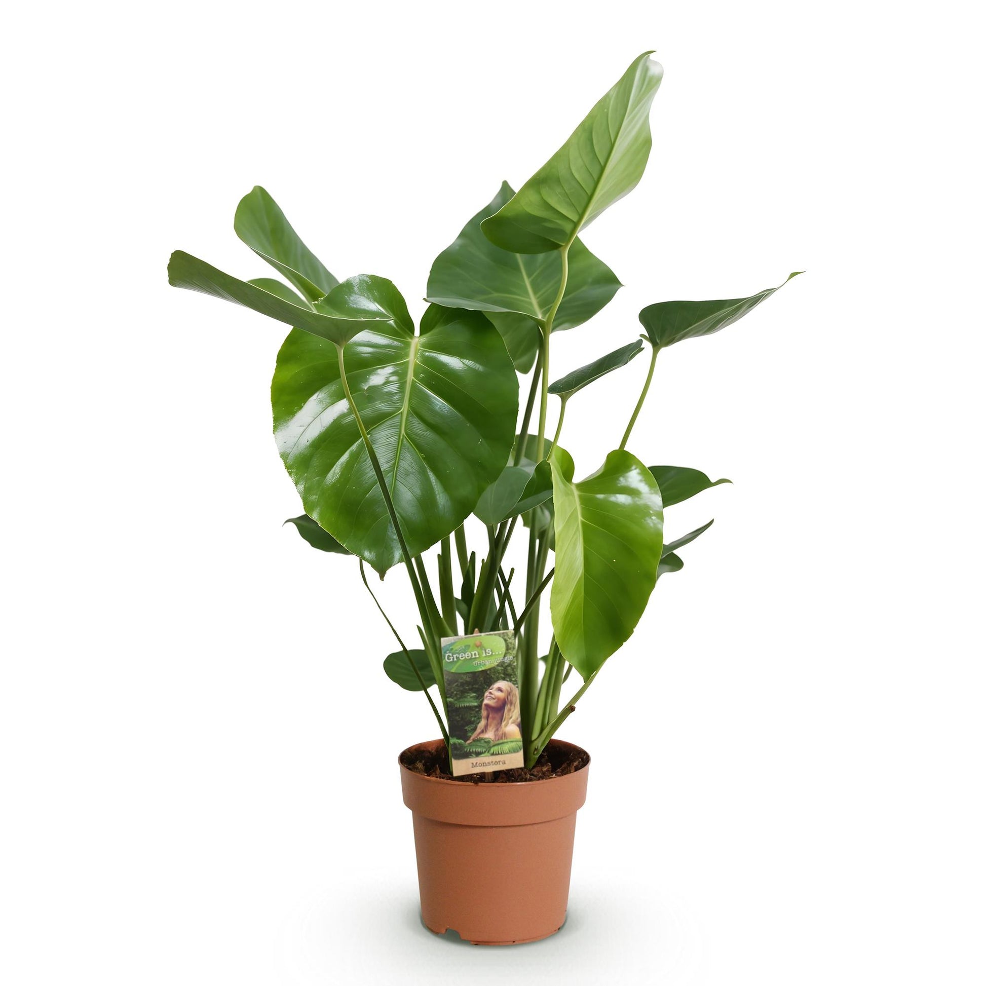 Plantes d'intérieur - Monstera Deliciosa - Plante à trous - Peu d'entretien - Vert - 1 Plante - Pot 21cm - Hauteur 70-80cm