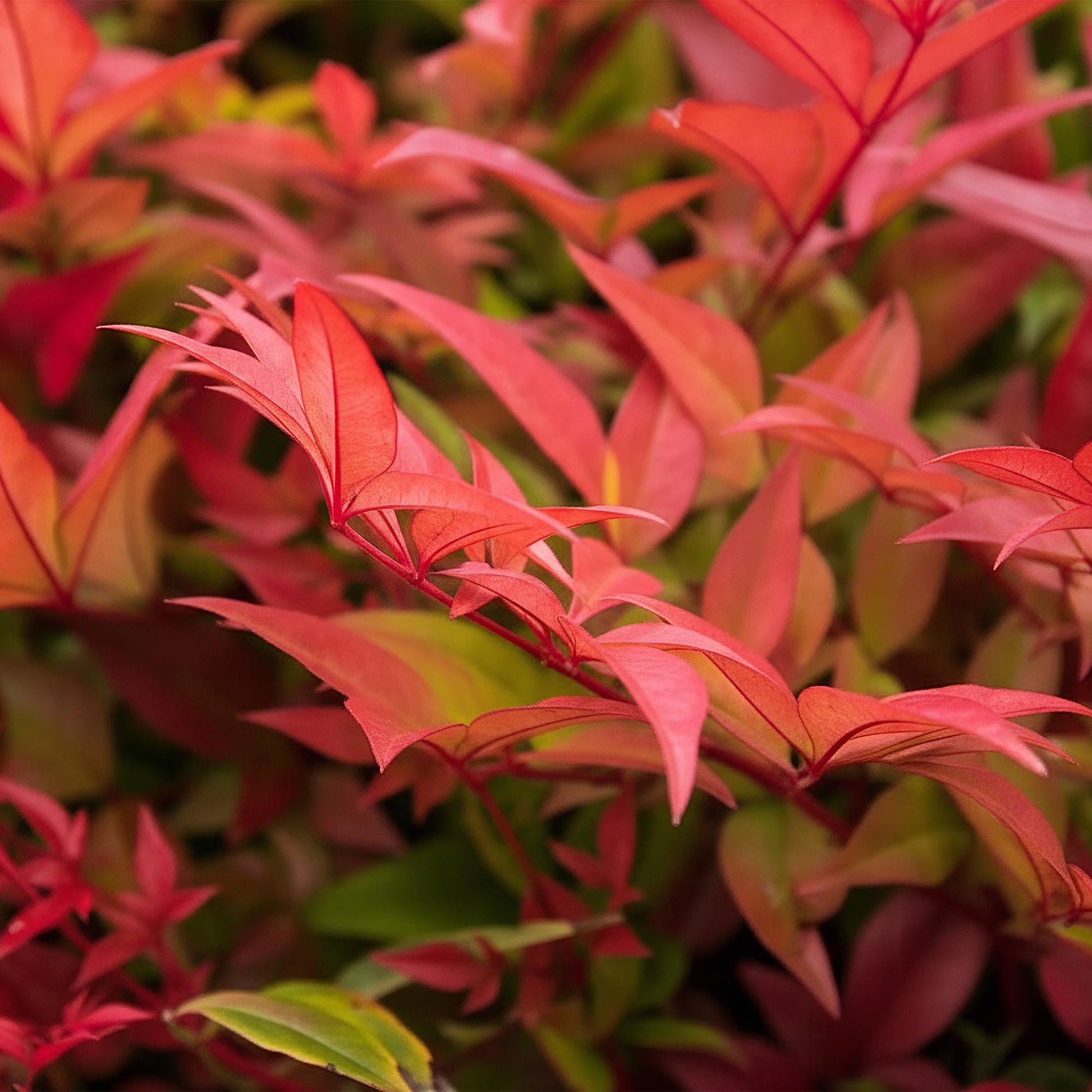 Nandina Gulfstream : Gros plan sur les feuilles orange vif et rouges de cette plante d'extérieur, avec quelques touches de vert.