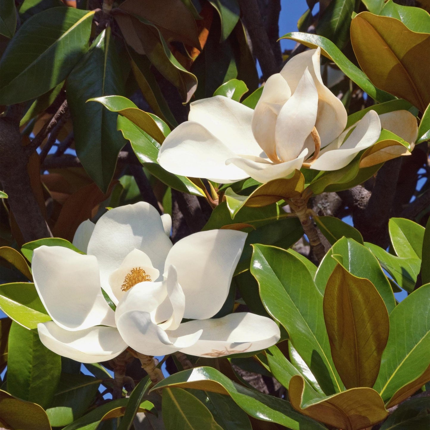 Magnolia grandiflora. Deux grandes fleurs blanches et luxuriantes avec des centres jaunes, entourées de feuilles vertes brillantes et d'un c