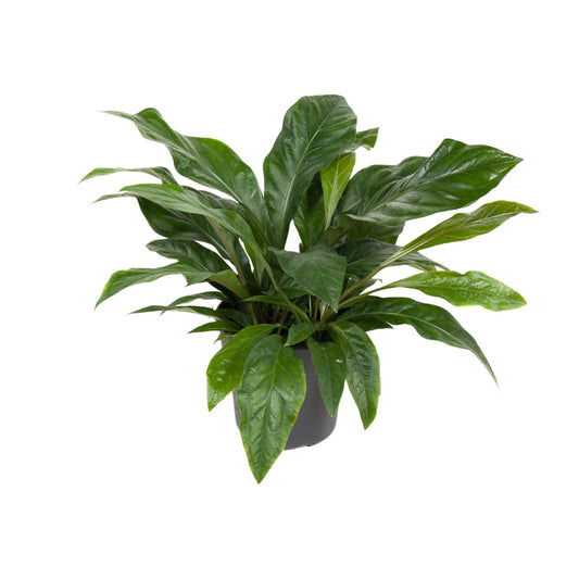 Anthurium Jungle Bush en pot de 30 cm, hauteur 70 cm, photographié sur fond blanc