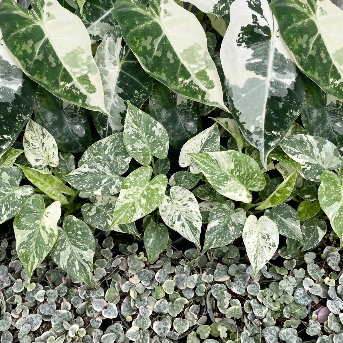 Détail du feuillage de Bébés plantes panachées