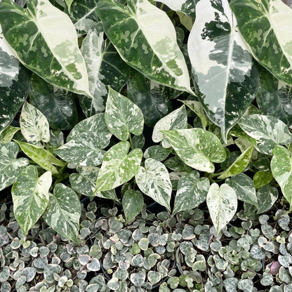 Détail du feuillage de Bébés plantes panachées