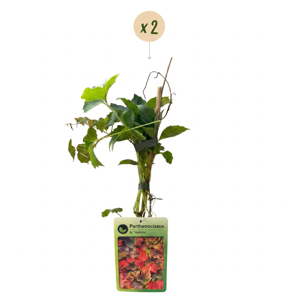 Vigne vierge de Boskoop (Parthenocissus tricuspidata) - grimpante au feuillage flamboyant