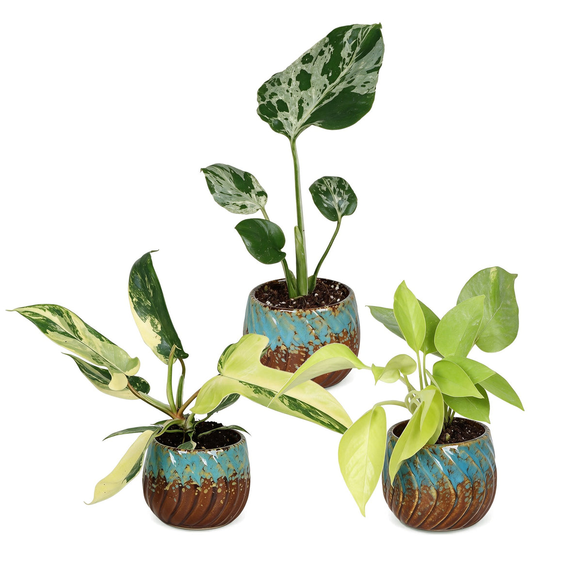 Bébés plantes rares en pot de 6 cm, 3 plantes, cache-pot cuivre et turquoise