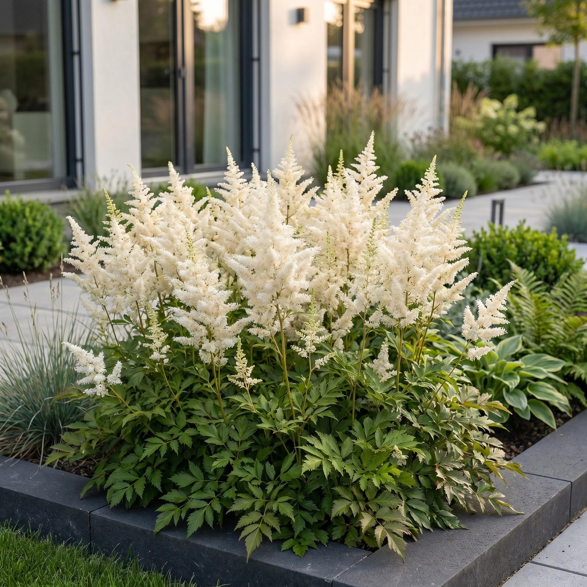 Astilbe Deutschland. Magnifique massif d'astilbes à fleurs blanches épanouies, au premier plan d'un jardin contemporain.