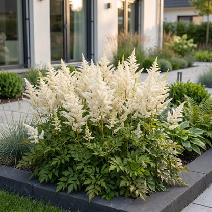 Astilbe Deutschland. Magnifique massif d'astilbes à fleurs blanches épanouies, au premier plan d'un jardin contemporain.