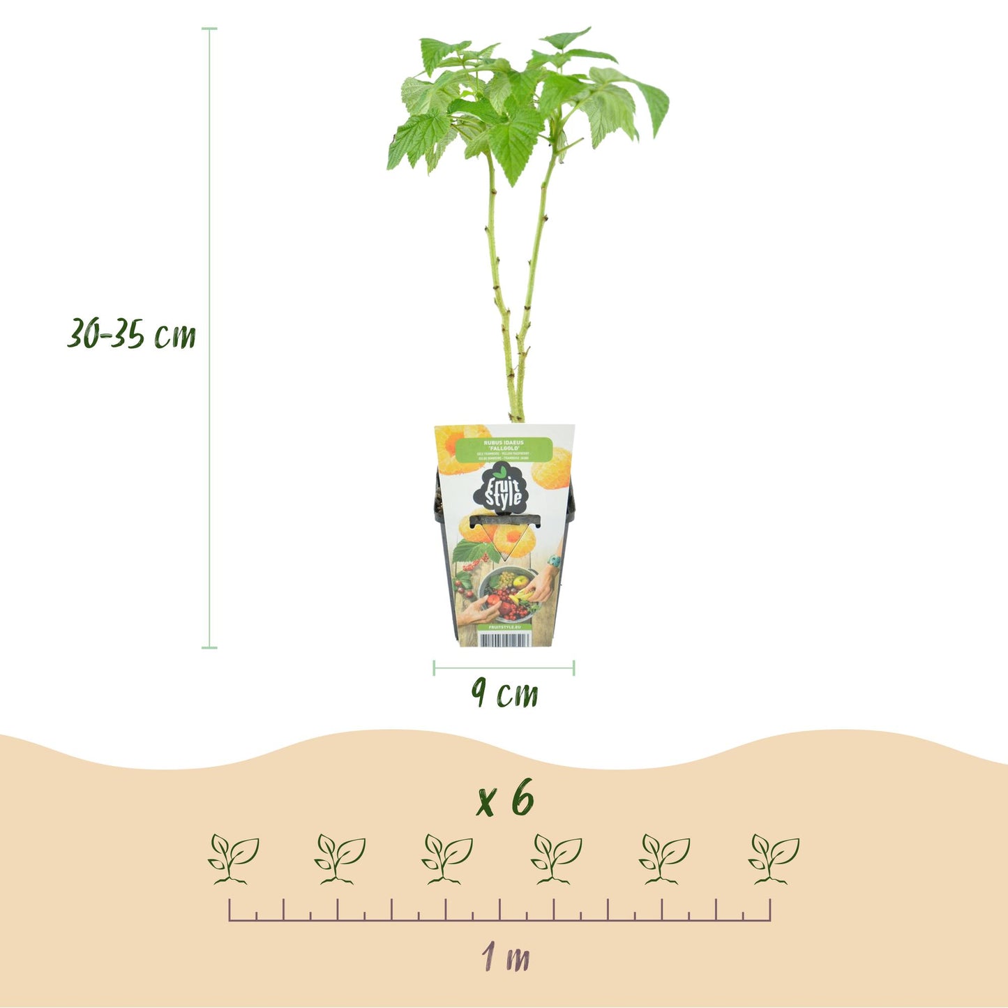 Plantes Fruitières en pot de 9cm, hauteur 30-35cm, avec schéma d'espacement de 1m et indication "x 6" pour la quantité.
