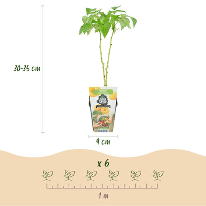 Plantes Fruitières en pot de 9cm, hauteur 30-35cm, avec schéma d'espacement de 1m et indication "x 6" pour la quantité.