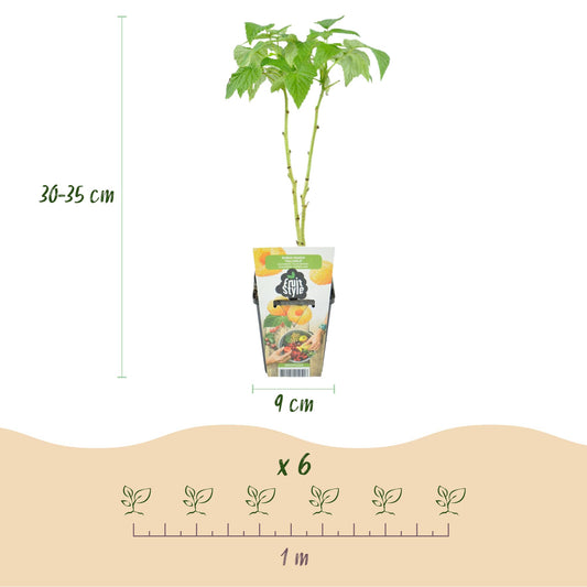 Plantes Fruitières en pot de 9cm, hauteur 30-35cm, avec schéma d'espacement de 1m et indication "x 6" pour la quantité.