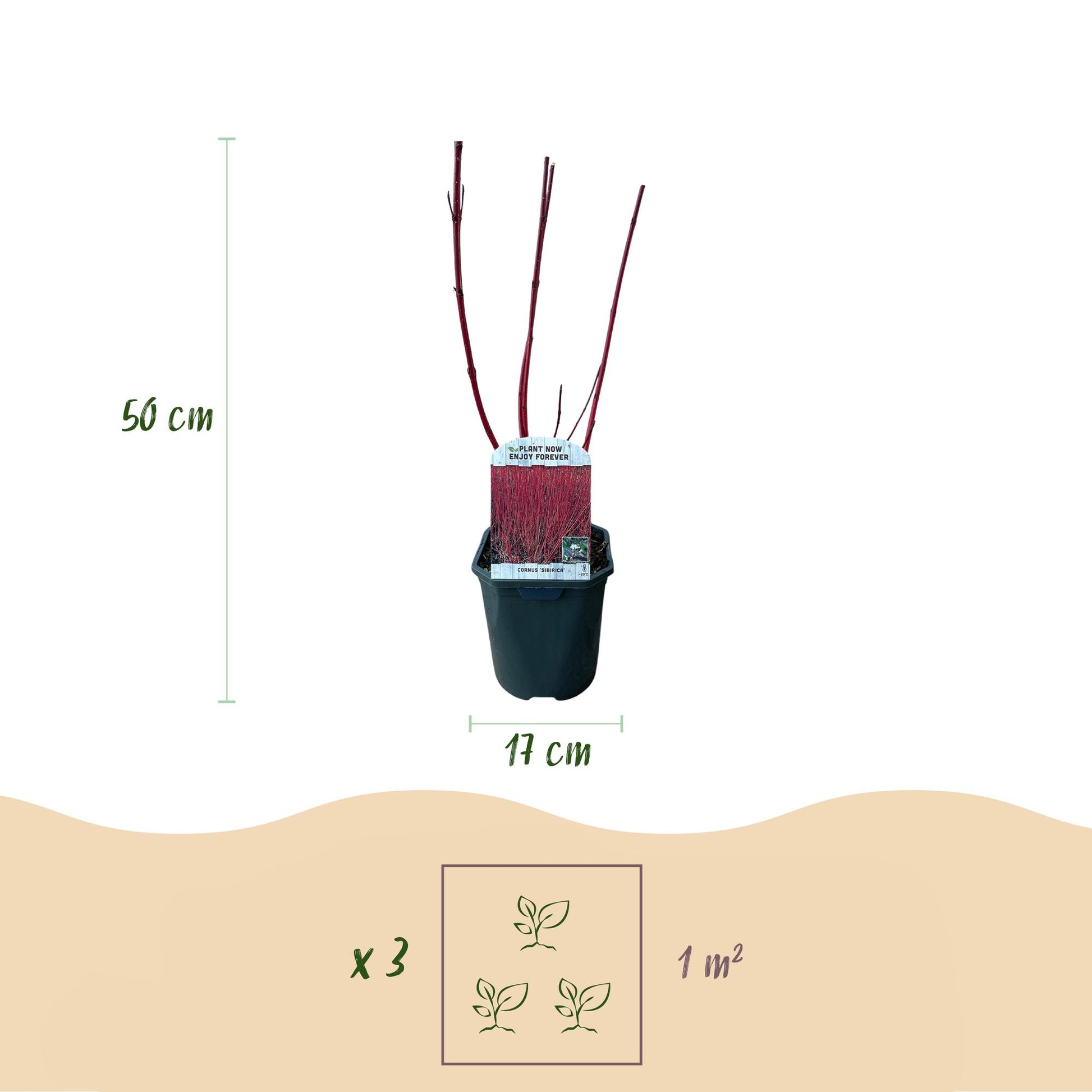 Cornus sibirica : Infographie montrant un plant en pot, avec une hauteur de 50 cm et un diamètre de pot de 17 cm. Indique 3 plants pour 1 m²
