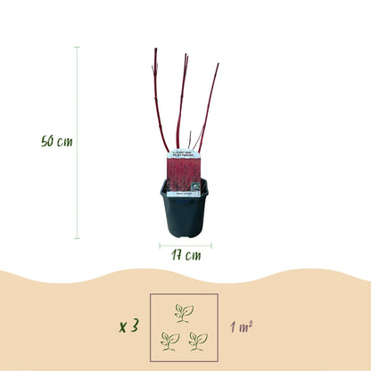 Cornus sibirica : Infographie montrant un plant en pot, avec une hauteur de 50 cm et un diamètre de pot de 17 cm. Indique 3 plants pour 1 m²