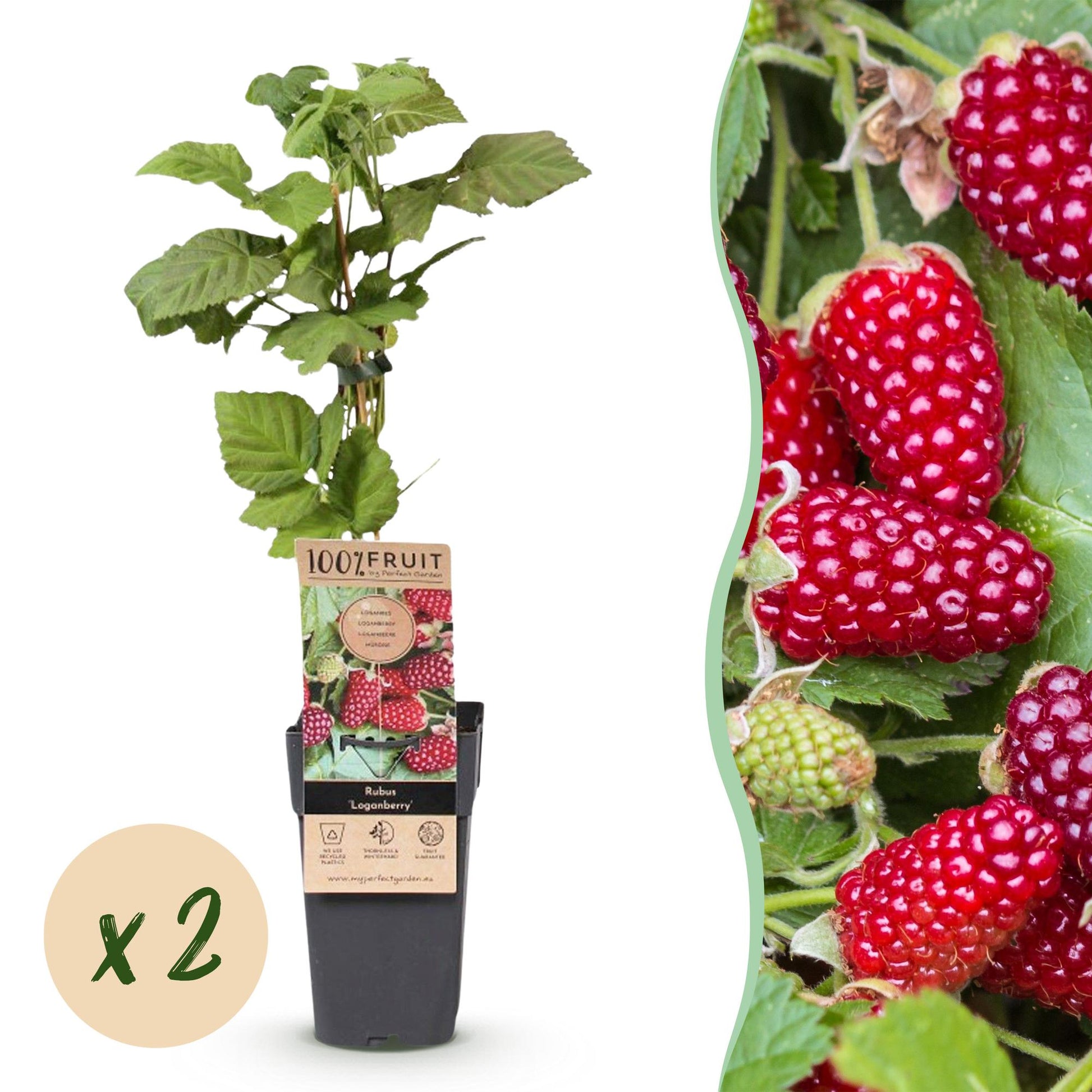 Rubus Loganberry : plant en pot sur fond blanc avec pastille « x2 » et partie de droite avec des fruits rouges. Lot de 2 plants.
