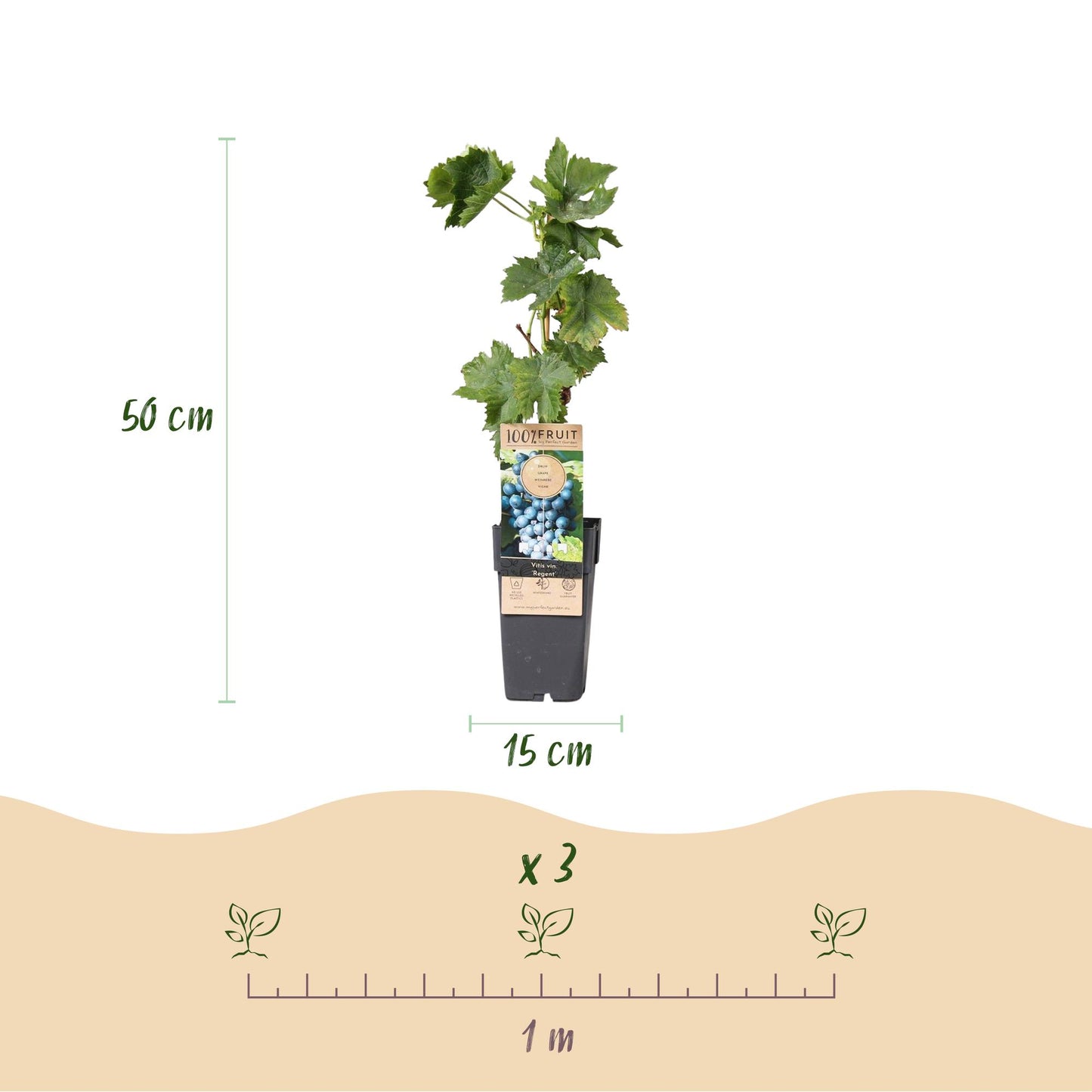 Plant de raisin Vitis vinifera Regent en pot de 15 cm avec une hauteur de 50 cm. Infographie montrant un espacement de 1 mètre pour 3 plants