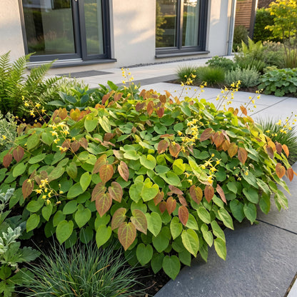 Fleur des elfes 'Frohnleiten' au jardin, Epimedium x perralchicum
