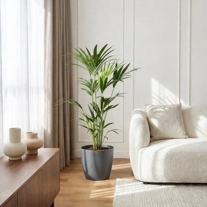 Plante d'intérieur - Howea Forsteriana - Palmier Kentia - Peu d'entretien - Vert - 1 Plante - avec Pot Gris - Pot 21cm - Hauteur 120-130cm