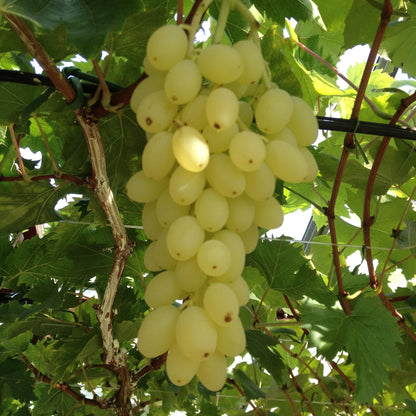 Vitis vinifera Lakemont, grappe de raisins dorés mûrs suspendue sous une tonnelle, avec des feuilles vertes en arrière-plan.