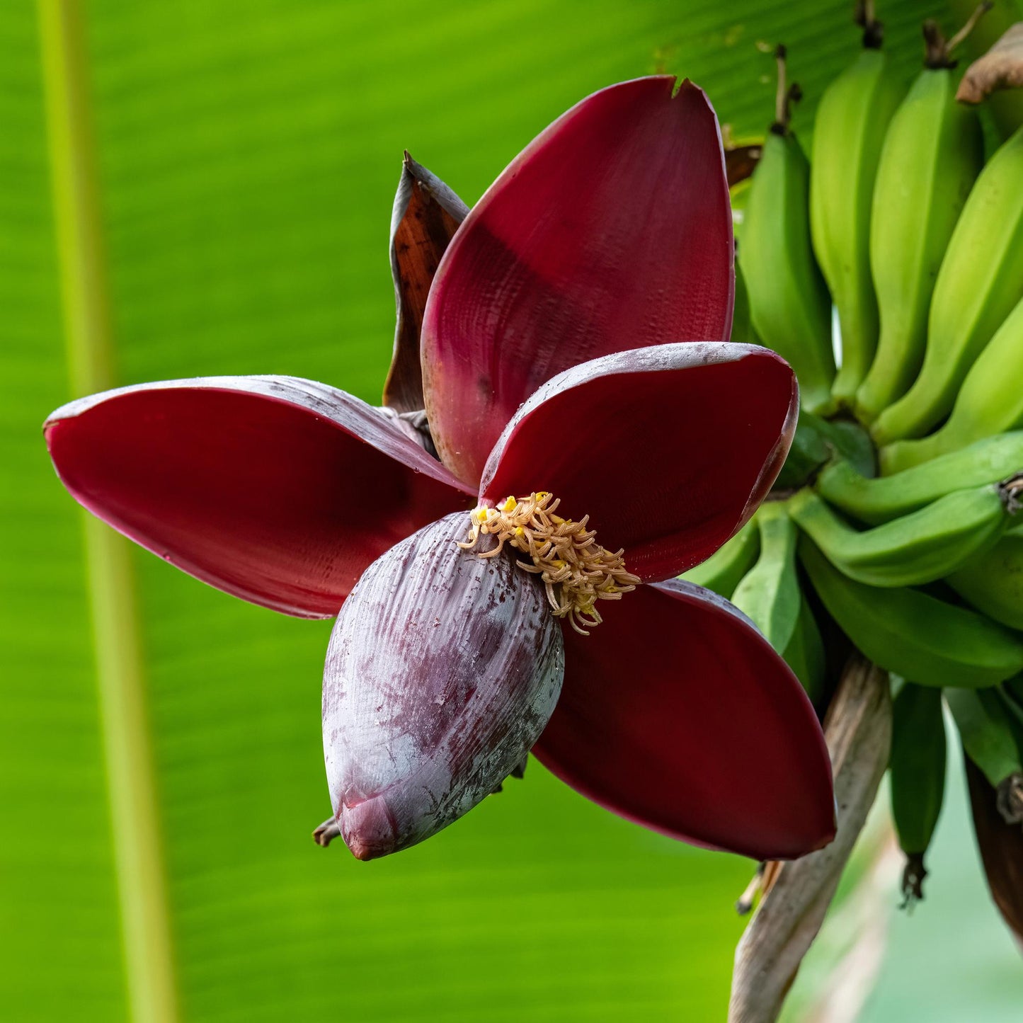 Musa sikkemensis Red Tiger. Gros plan sur la fleur violet-rouge de ce bananier rustique, avec des petites bananes vertes en arrière-plan.